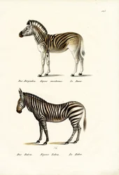 Bergszebra, 1824